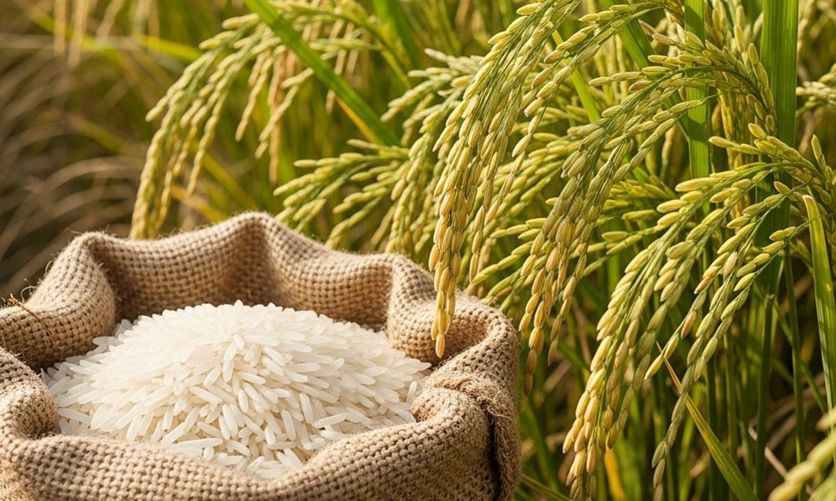 Cập nhật giá lúa gạo hôm nay 3/7/2025 mới nhất