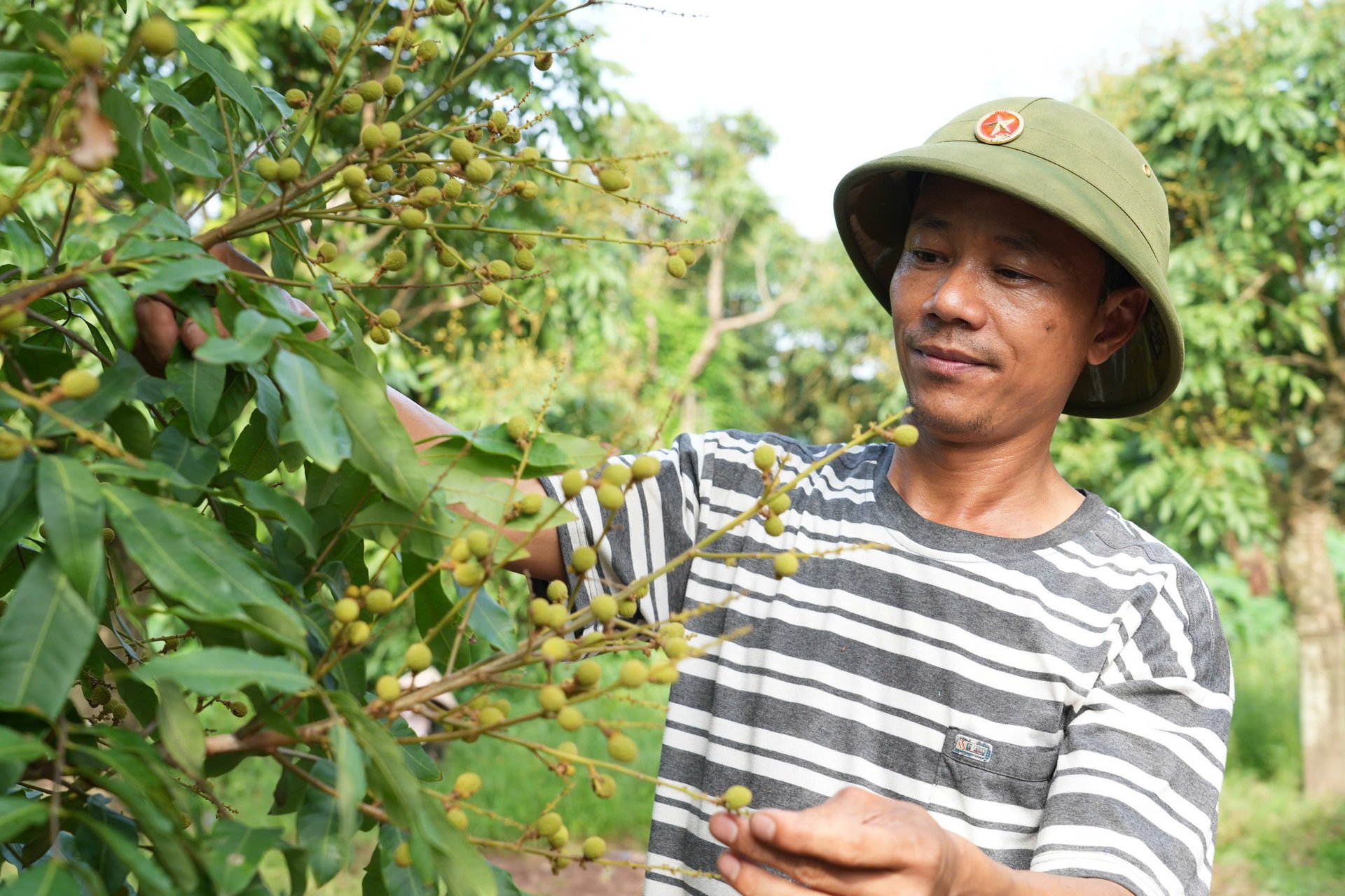 Anh Phạm Đức Long, Giám đốc HTX Minh Bảo đang cắt tỉa cành, cắt bỏ những chùm quả quá to hoặc quá nhỏ. Ảnh: An Khang. Anh Phạm Đức Long, Giám đốc HTX Minh Bảo đang cắt tỉa cành, cắt bỏ những chùm quả quá to hoặc quá nhỏ. Ảnh: An Khang.