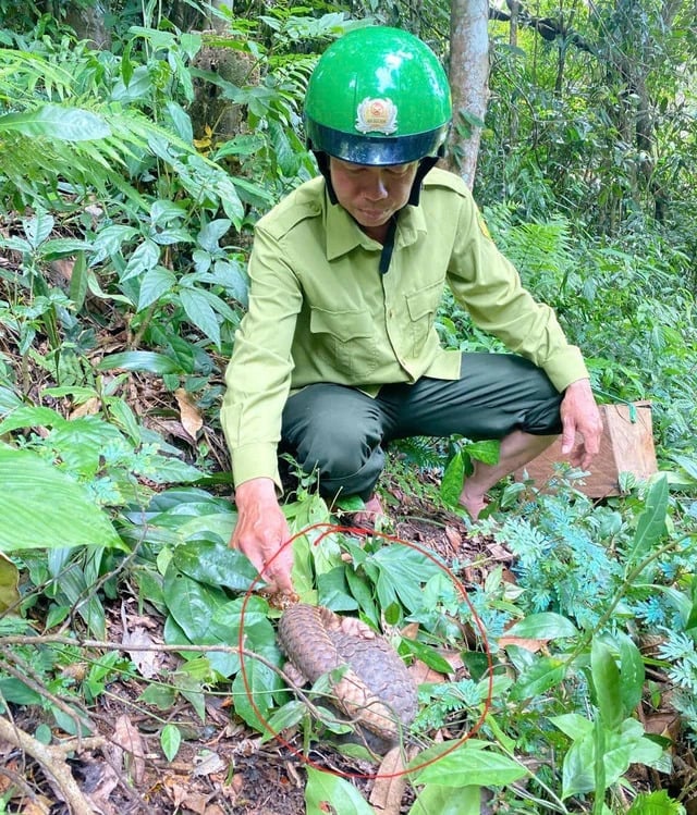 Trước khi tái thả về rừng Vườn quốc gia Chư Yang Sin, tê tê Java đã được Trung tâm tiếp nhận, nuôi dưỡng và kiểm tra sức khỏe kỹ lưỡng. Ảnh: Tuấn Phúc.