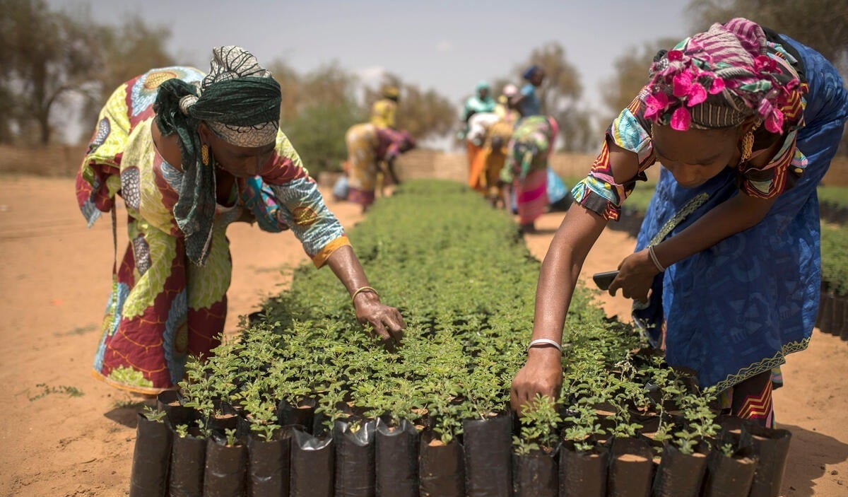 The Scaling-Up Resilience in Africa’s Great Green Wall includes developing value chains for climate-resilient and low-emission non-timber forest products, supporting the livelihoods and food security of vulnerable communities.