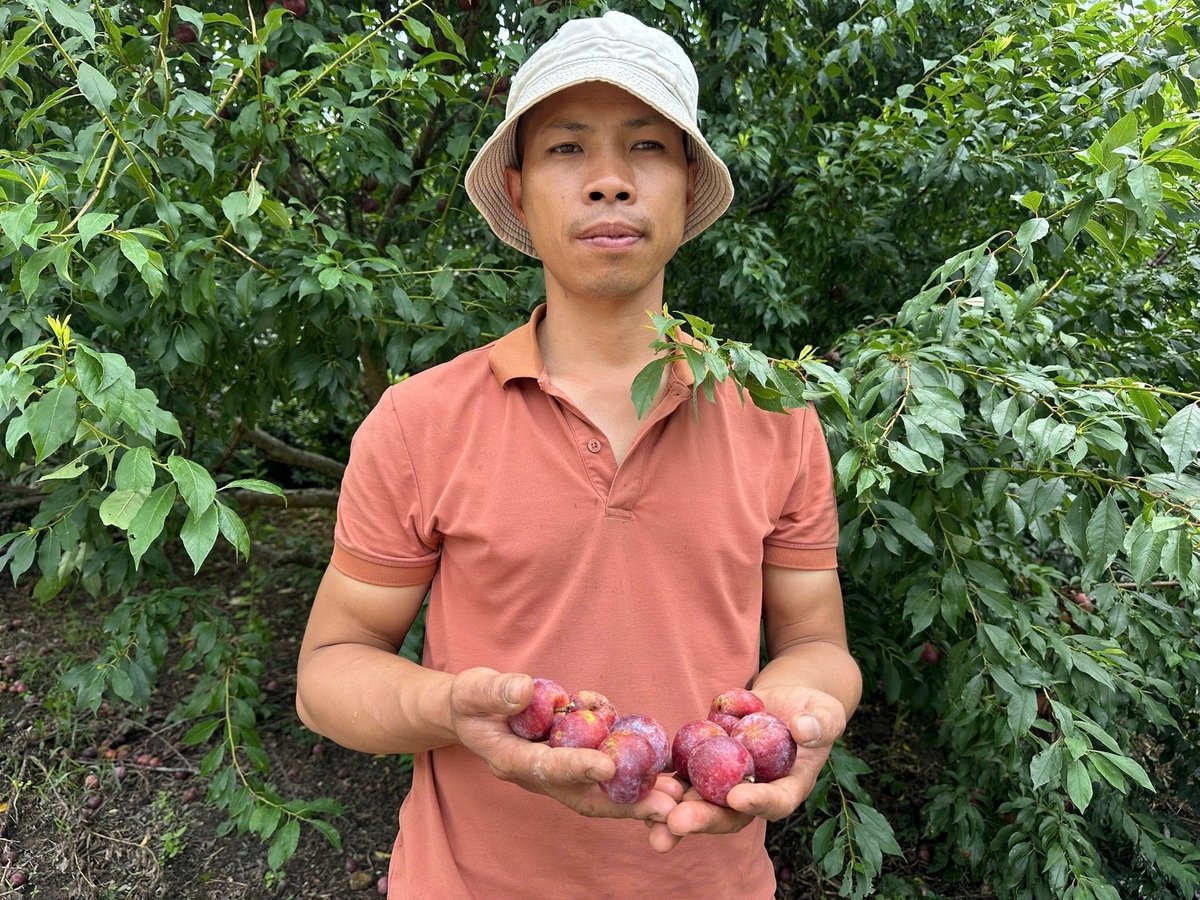 Anh Tường hàng năm lãi trăm triệu đồng sau mỗi vụ mận nhưng năm nay có nguy cơ lỗ. Ảnh: Đức Bình.