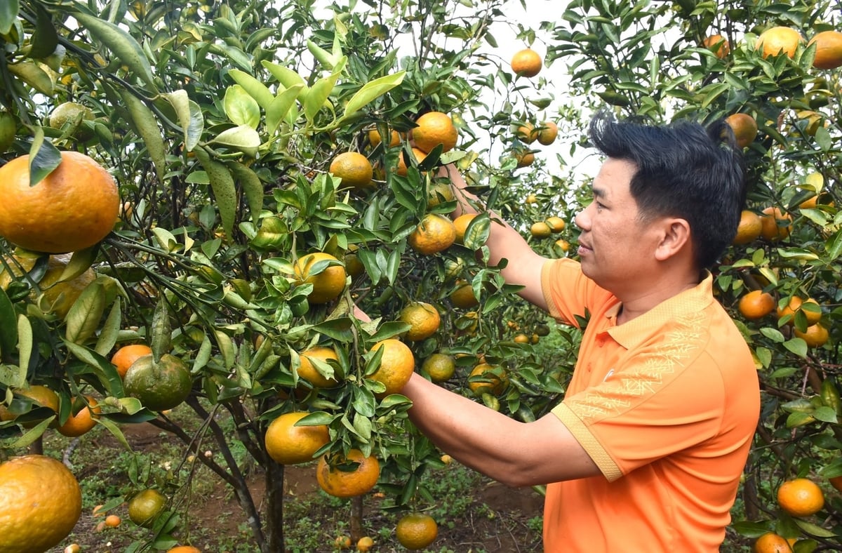 Vườn cam hữu cơ ở xã Măng Đen. Ảnh: Tuấn Anh.