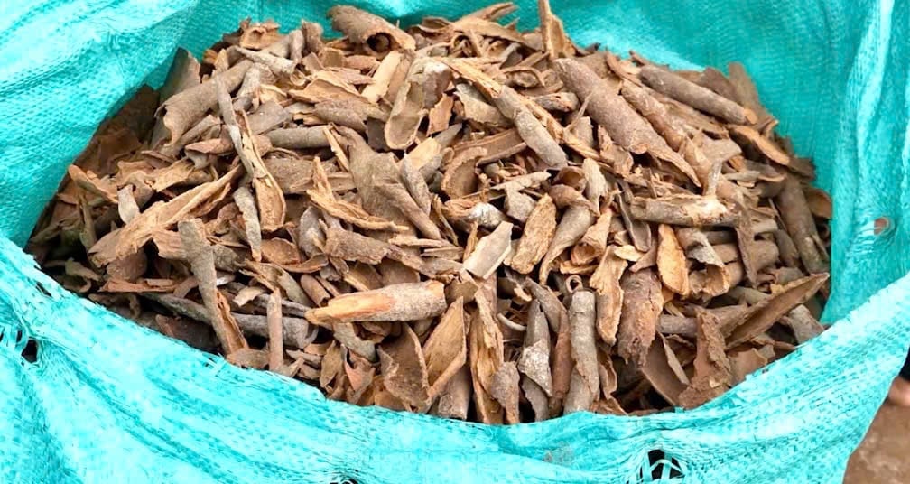 Quế sau khi thu hoạch được sấy khô và phân loại. Ảnh: Tiến Thành.