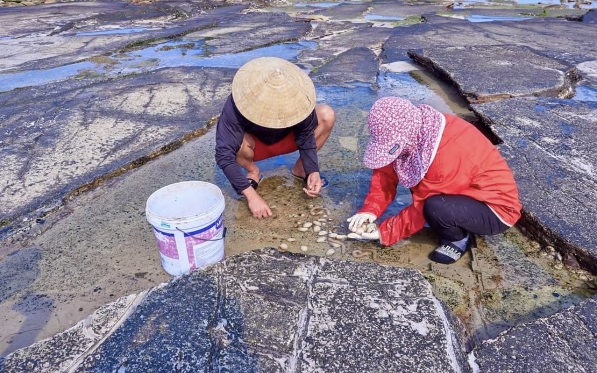 Nuôi bào ngư ở Bạch Long Vĩ. Ảnh: Phương Thoa. 