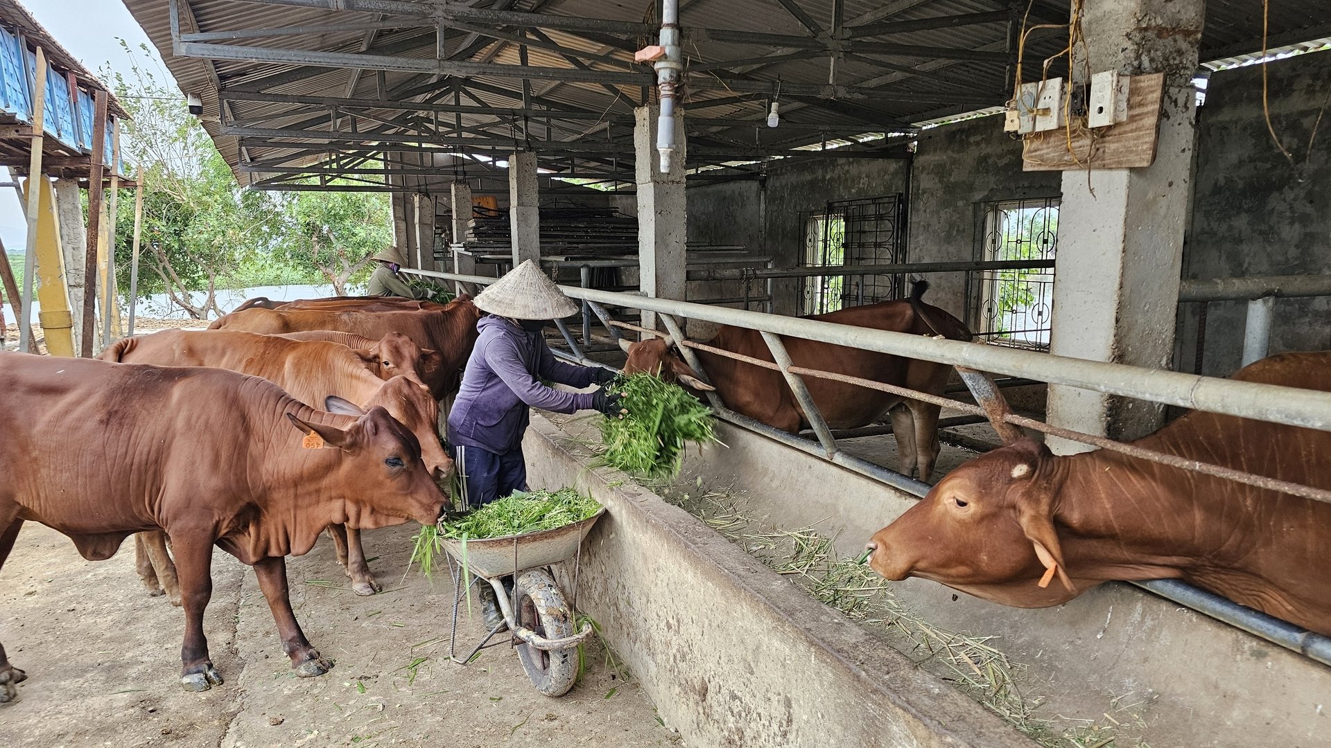 Dự án 'Hỗ trợ sinh kế nông nghiệp thích ứng với BĐKH nhằm nâng cao vai trò phụ nữ ở các xã khó khăn' sẽ góp phần cải thiện cuộc sống của phụ nữ dân tộc thiểu số. Ảnh: T. Đức. Dự án 'Hỗ trợ sinh kế nông nghiệp thích ứng với BĐKH nhằm nâng cao vai trò phụ nữ ở các xã khó khăn' sẽ góp phần cải thiện cuộc sống của phụ nữ dân tộc thiểu số. Ảnh: T. Đức.