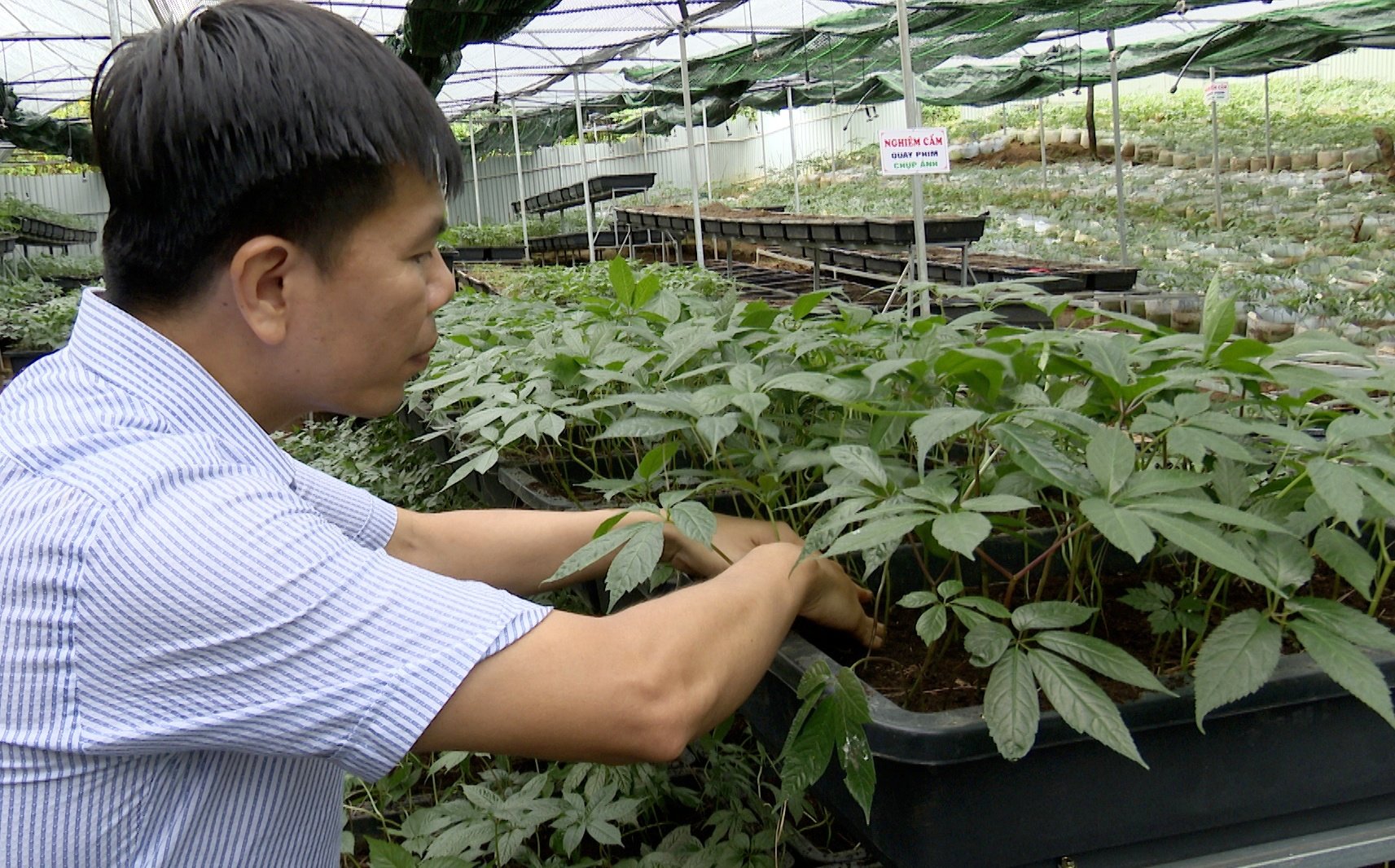 Nhiều loài dược liệu quý có thể trồng dưới tán rừng góp phần phục hồi rừng, điển hình là sâm Ngọc Linh, sâm Lai Châu, tam thất hoang, bảy lá một hoa... Ảnh: Duy Học. Nhiều loài dược liệu quý có thể trồng dưới tán rừng góp phần phục hồi rừng, điển hình là sâm Ngọc Linh, sâm Lai Châu, tam thất hoang, bảy lá một hoa... Ảnh: Duy Học.