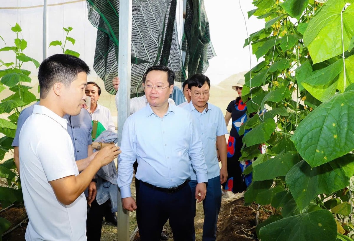 Bí thư Tỉnh uỷ Nghệ An Nguyễn Đức Trung hỏi chuyện người dân về sản xuất, tiêu thụ rau màu. Ảnh: Mỹ Linh Bí thư Tỉnh uỷ Nghệ An Nguyễn Đức Trung hỏi chuyện người dân về sản xuất, tiêu thụ rau màu. Ảnh: Mỹ Linh