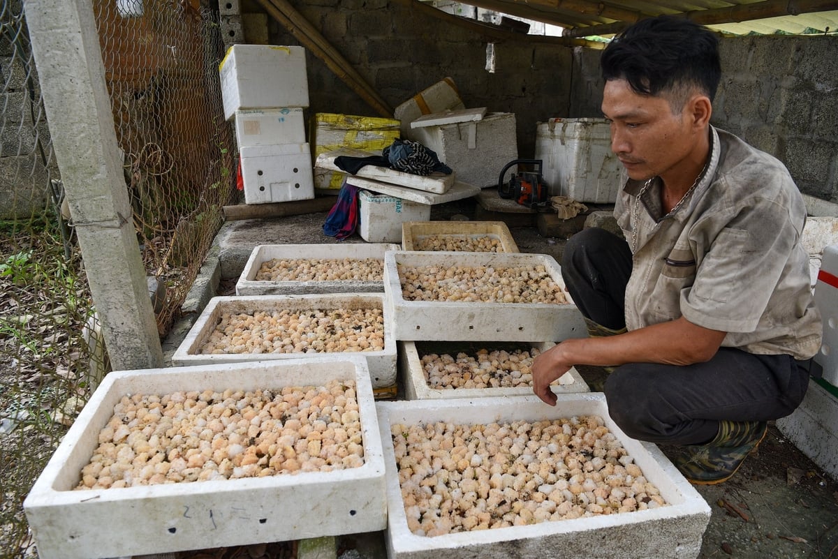 Anh Nguyễn Văn Hạnh kiểm tra trứng ốc. Ảnh: Dương Đình Tường. Anh Nguyễn Văn Hạnh kiểm tra trứng ốc. Ảnh: Dương Đình Tường.