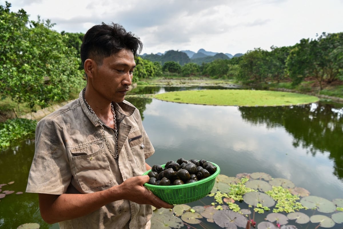 Anh Nguyễn Văn Hạnh bên ao nuôi ốc giữa vườn cây ăn quả. Ảnh: Dương Đình Tường. Anh Nguyễn Văn Hạnh bên ao nuôi ốc giữa vườn cây ăn quả. Ảnh: Dương Đình Tường.