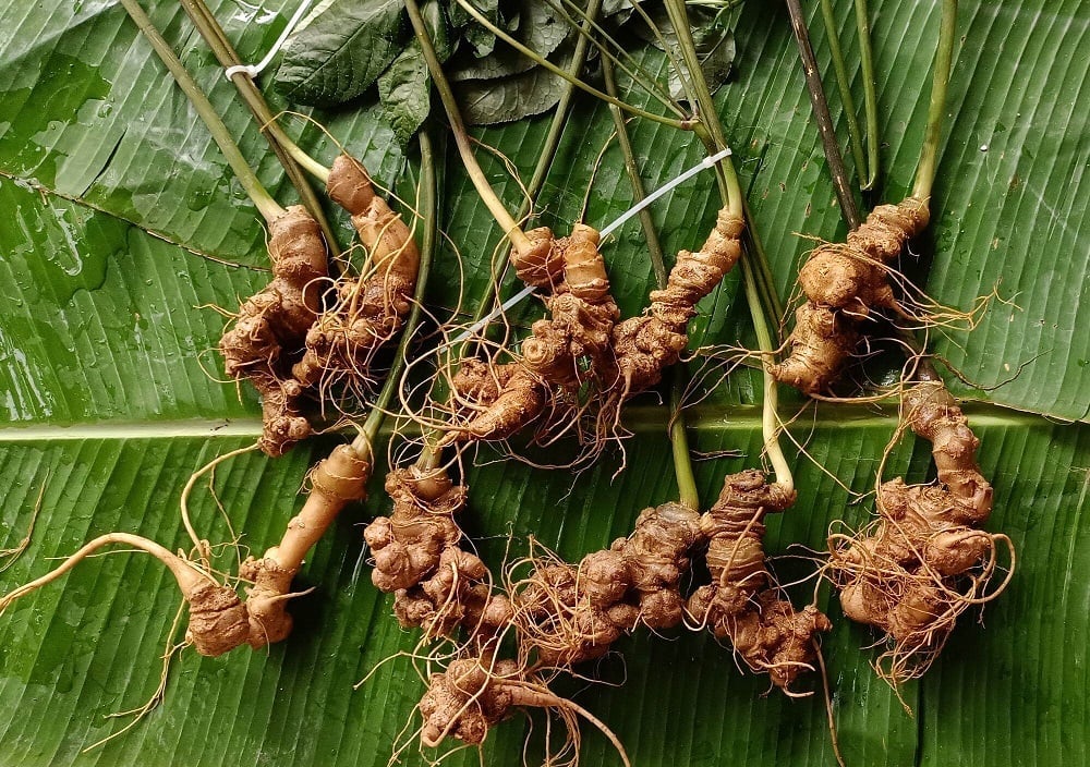 Lai Chau ginseng is a native, endemic plant with a narrow distribution in Lai Chau province. It has been used as medicine by local people for a long time.
