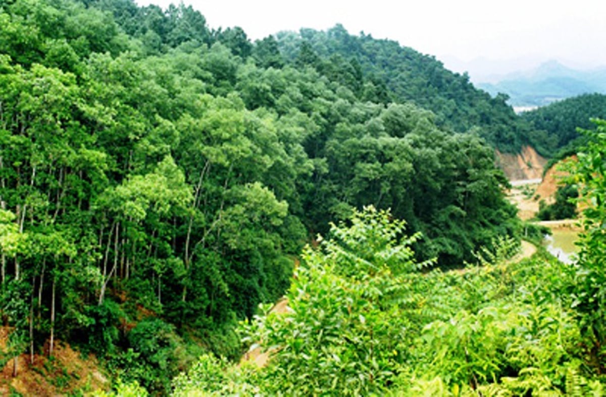 Quản lý, bảo vệ rừng và phòng cháy chữa cháy rừng trên địa bàn Hà Nội. Ảnh minh hoạ. Quản lý, bảo vệ rừng và phòng cháy chữa cháy rừng trên địa bàn Hà Nội. Ảnh minh hoạ.