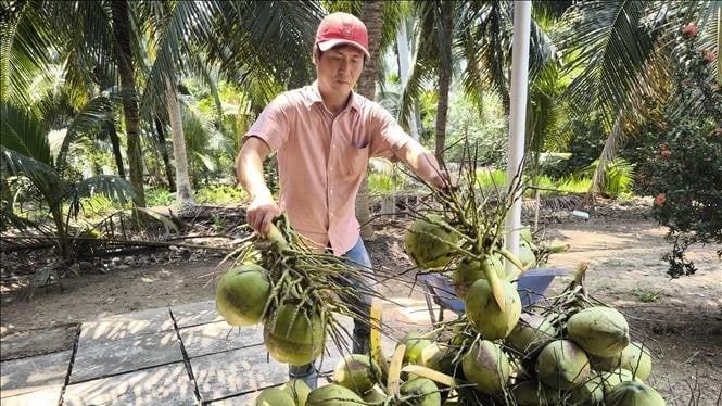 Nông dân thu hoạch dừa xiêm xanh. Ảnh minh họa: TTXVN. Nông dân thu hoạch dừa xiêm xanh. Ảnh minh họa: TTXVN.