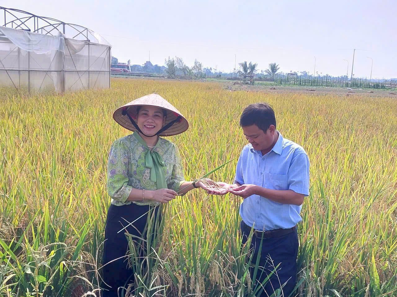 Ms. Nguyen Thi Ha, Director of Thuy Huong Agricultural Service Cooperative, who is working with farmers to exploit hundreds of hectares of specialty rice in the area outside the dike. 
