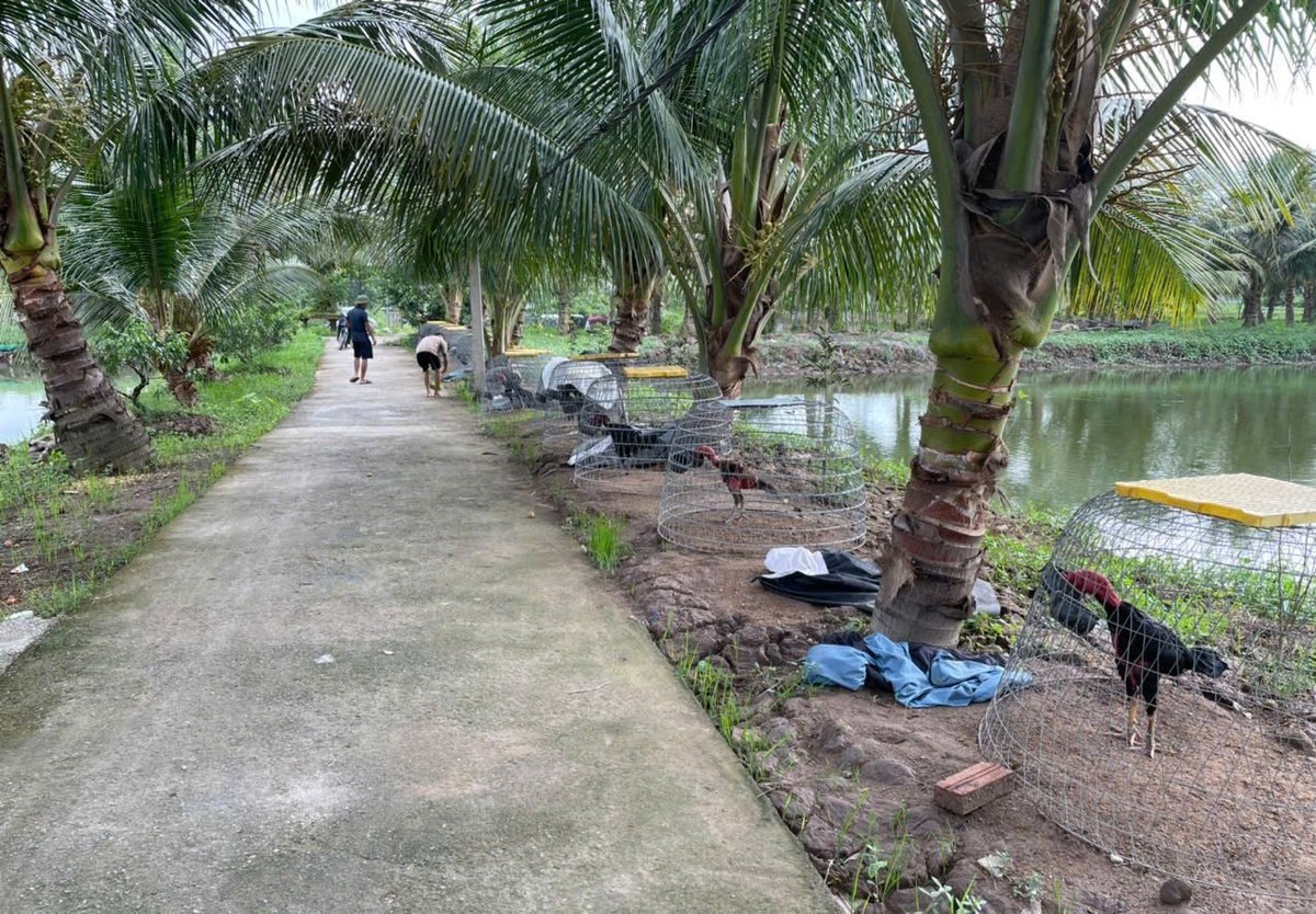Ngoài nuôi cá, anh Vũ Văn Quân còn kết hợp nuôi gà chọi, trồng dừa,... và kết hợp nhiều cây, con khác, tạo thành một khu trang trại kinh tế tuần hoàn. Ảnh: Đinh Mười. Ngoài nuôi cá, anh Vũ Văn Quân còn kết hợp nuôi gà chọi, trồng dừa,... và kết hợp nhiều cây, con khác, tạo thành một khu trang trại kinh tế tuần hoàn. Ảnh: Đinh Mười.
