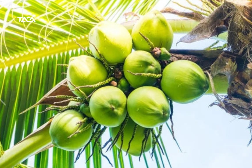 Dừa nổi lên là điểm sáng trong xuất khẩu rau quả của Việt Nam những tháng đầu năm 2025. Ảnh: ST. Dừa nổi lên là điểm sáng trong xuất khẩu rau quả của Việt Nam những tháng đầu năm 2025. Ảnh: ST.