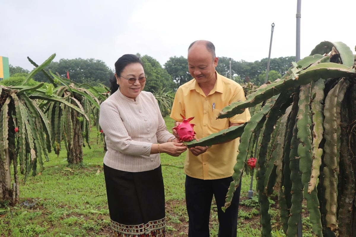 Đại sứ nước Lào (bên trái) thăm và thưởng thức nông sản hữu cơ ngay tại vườn. Ảnh: Huyền Linh. Đại sứ nước Lào (bên trái) thăm và thưởng thức nông sản hữu cơ ngay tại vườn. Ảnh: Huyền Linh.
