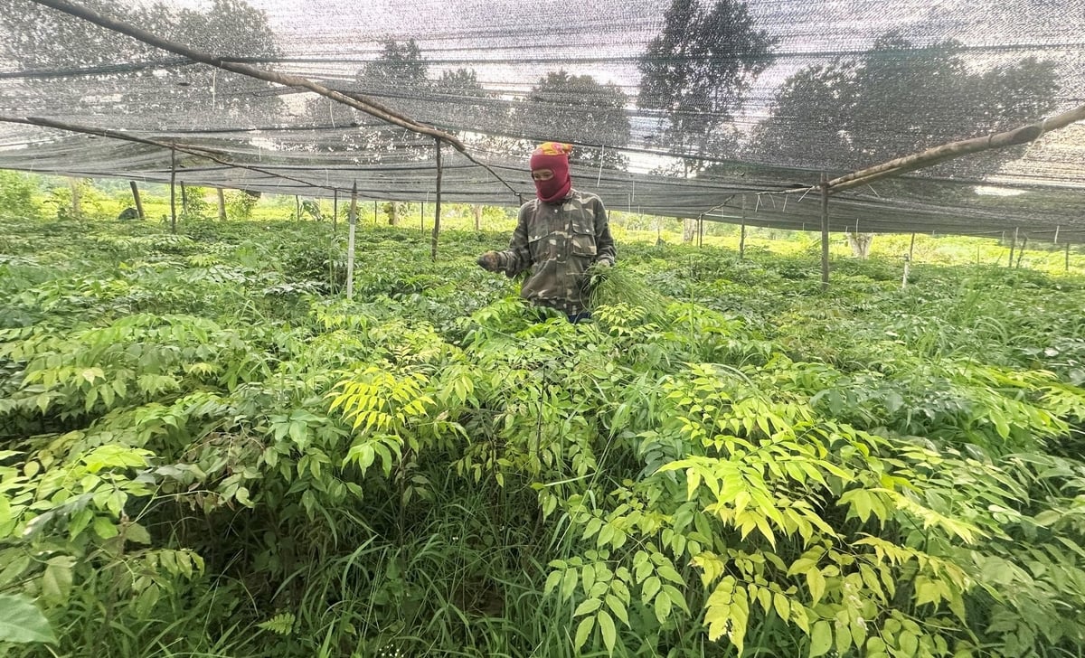 Các doanh nghiệp sản xuất giống cây lâm nghiệp chuẩn bị nguồn giống chất lượng phục vụ trồng làm giàu rừng. Ảnh: Thanh Nga. Các doanh nghiệp sản xuất giống cây lâm nghiệp chuẩn bị nguồn giống chất lượng phục vụ trồng làm giàu rừng. Ảnh: Thanh Nga.