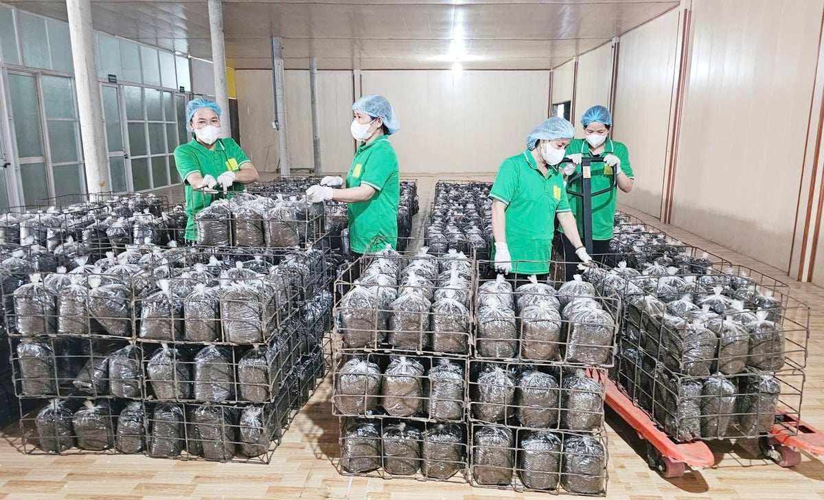 The area for incubating and producing wood ear mushrooms at Tuan Linh Cooperative. Photo: T. Phung.