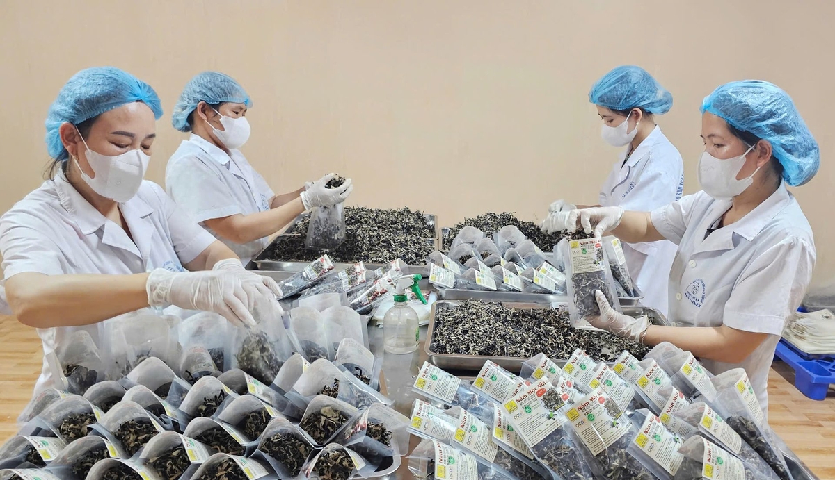 Preliminary processing of dried wood ear mushrooms at the production plant. Photo: T. Phung.