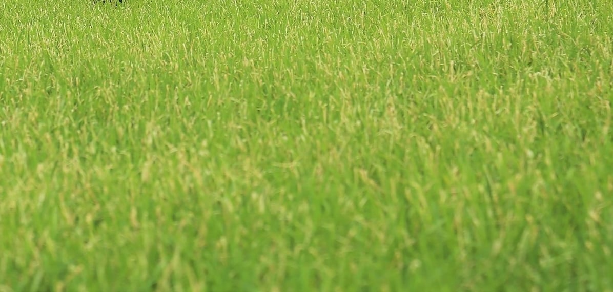 Sâu cuốn lá nhỏ gây hại trên diện rộng. Ảnh: Thanh Nga. Sâu cuốn lá nhỏ gây hại trên diện rộng. Ảnh: Thanh Nga.