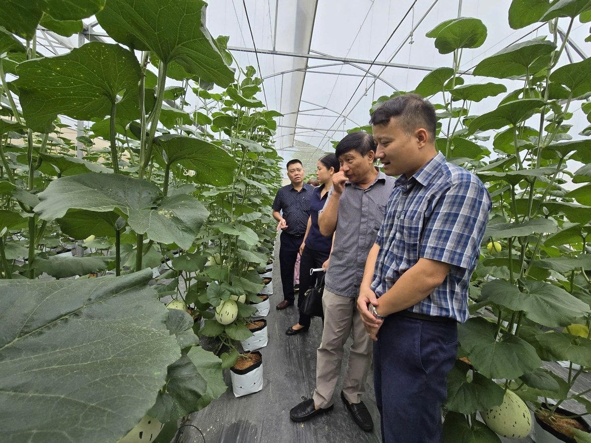 High-tech agricultural production models in Hai Phong are currently still fragmented and small-scale.