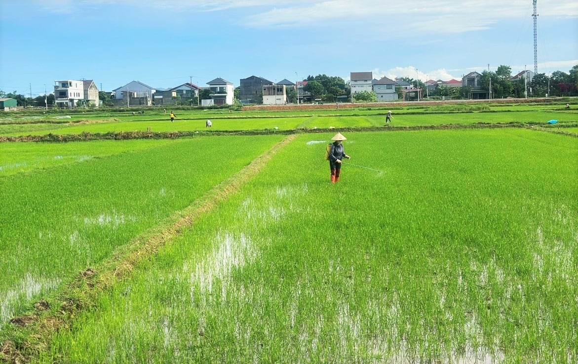 Vụ hè thu năm nay sâu bệnh xuất hiện sớm và tốc độ phát triển nhanh khiến nông dân mất nhiều thời gian, chi phí phòng trừ. Ảnh: Thanh Nga. Vụ hè thu năm nay sâu bệnh xuất hiện sớm và tốc độ phát triển nhanh khiến nông dân mất nhiều thời gian, chi phí phòng trừ. Ảnh: Thanh Nga.