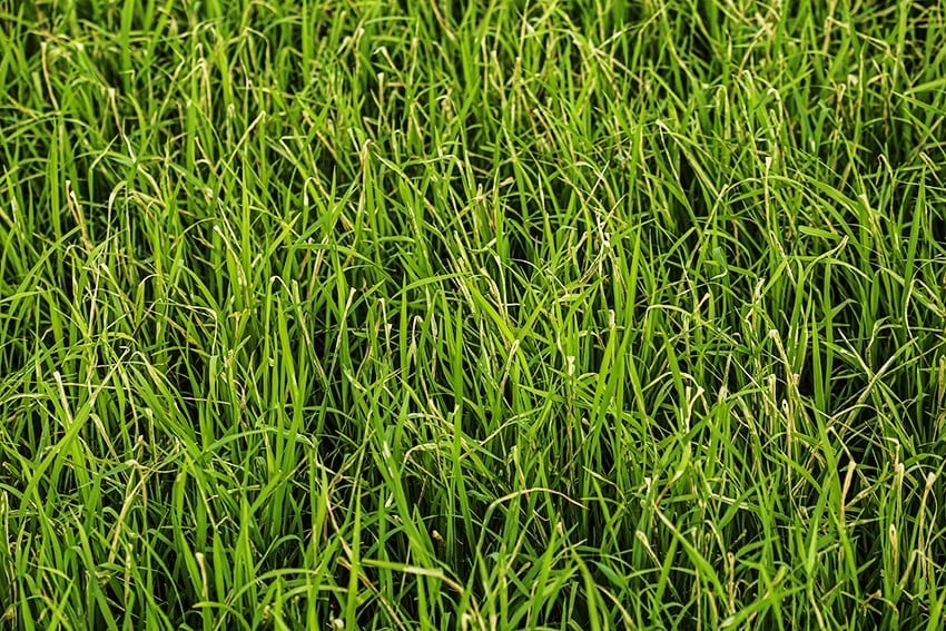 Sâu cuốn lá gây hại nặng trên lúa hè thu. Ảnh: Thanh Nga. Sâu cuốn lá gây hại nặng trên lúa hè thu. Ảnh: Thanh Nga.