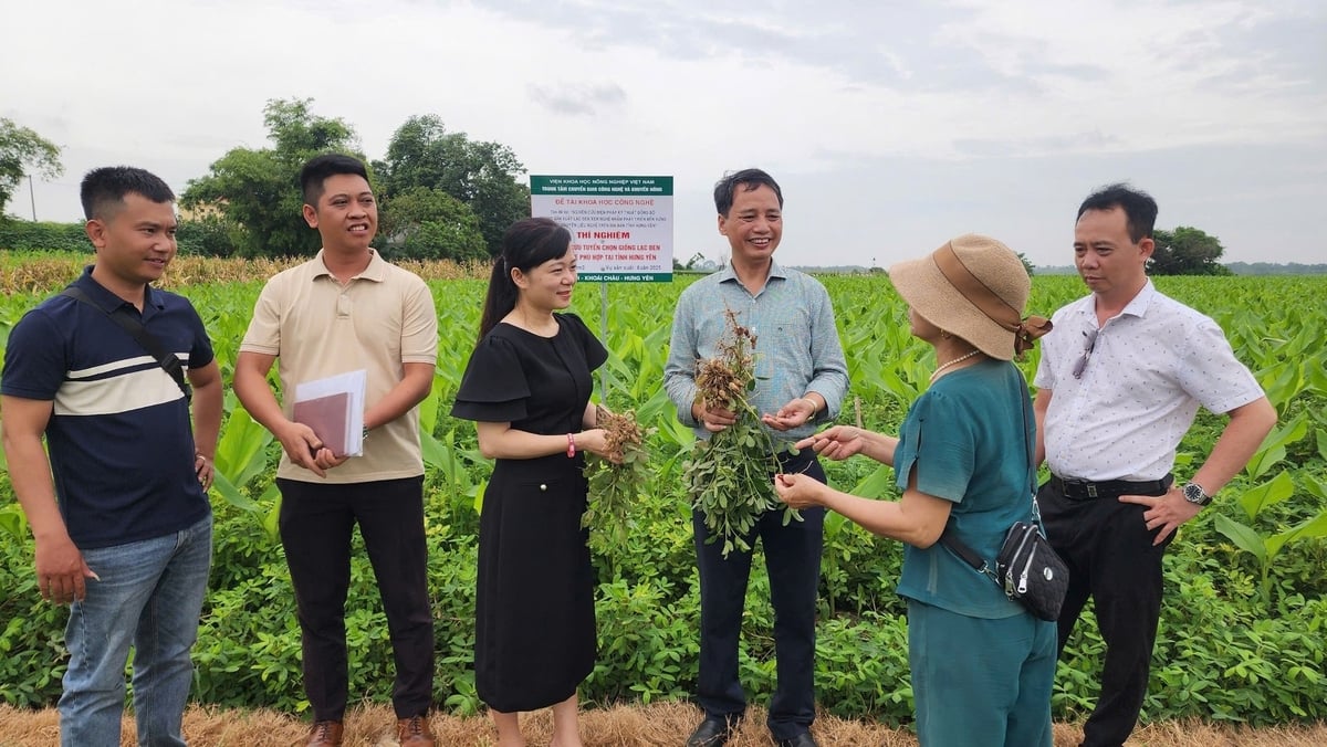 Kiểm tra mô hình trồng xen lạc đen với nghệ. Ảnh: DĐT. Kiểm tra mô hình trồng xen lạc đen với nghệ. Ảnh: DĐT.