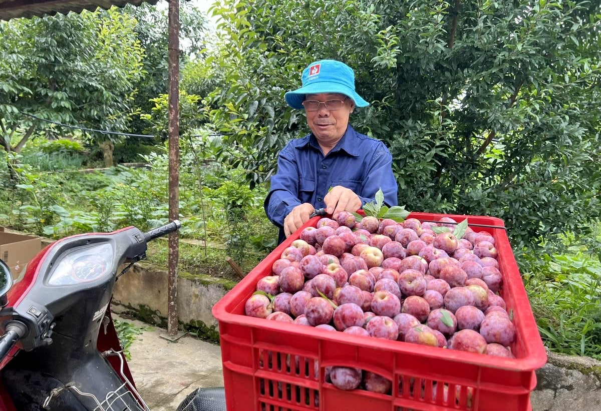Mận hậu mới thu hoạch ở nhà vườn Khánh Anh, phường Tân Yên. Ảnh: Sơn Trang. Mận hậu mới thu hoạch ở nhà vườn Khánh Anh, phường Tân Yên. Ảnh: Sơn Trang.