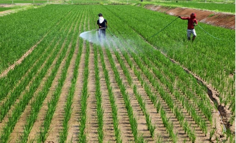Farmers spray herbicide at Kazuhachi Hosaka's rice farm in Joetsu, Niigata Prefecture, on June 19. | REUTERS.