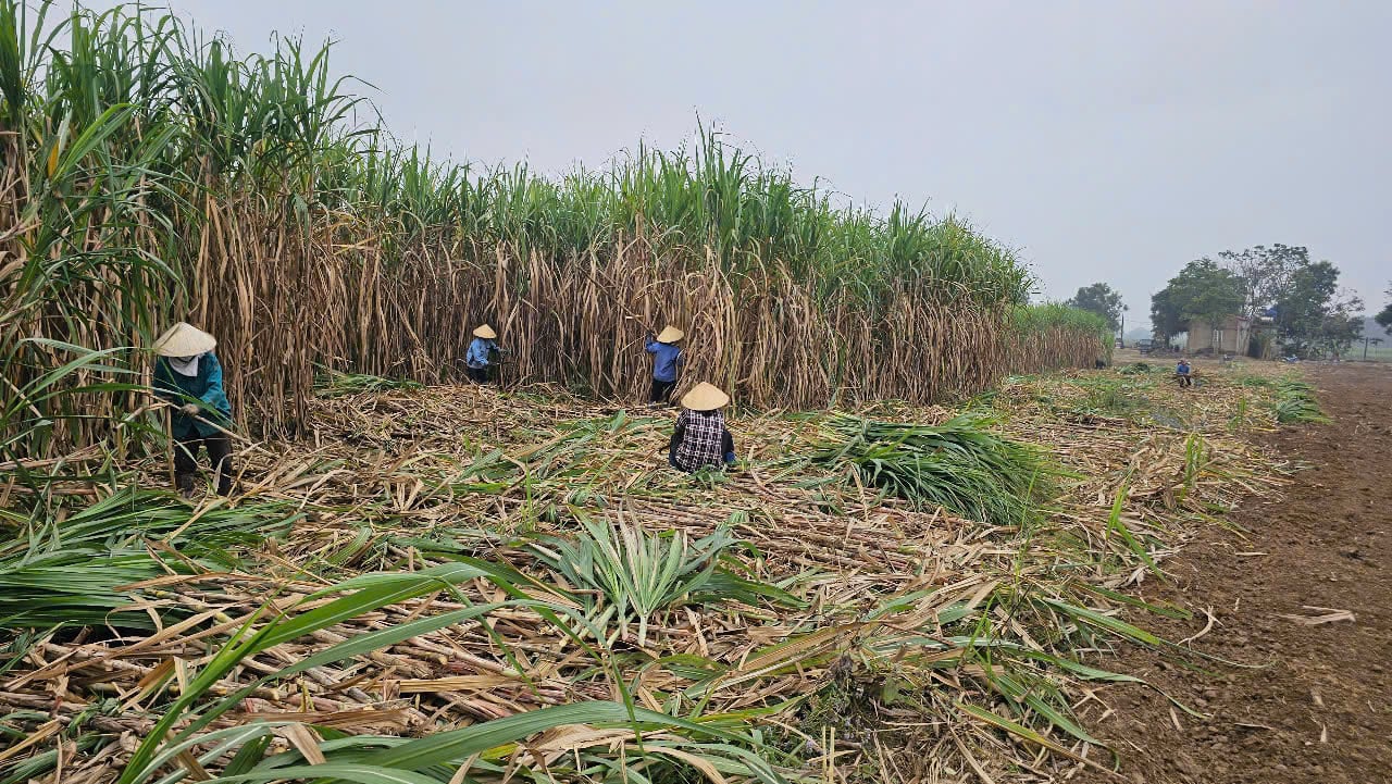 Emission-low sugarcane planting is a sustainable agricultural production trend. Photo: NAT.