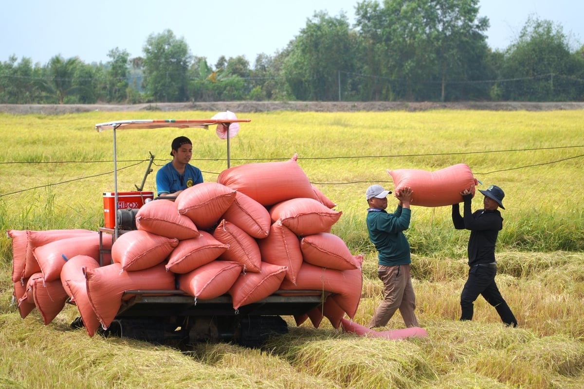 Thu mua lúa dài hạn và có chính sách ứng tiền trước cho nông dân là một trong những giải pháp giúp bà con ổn định sản xuất. Ảnh: Kim Anh. Thu mua lúa dài hạn và có chính sách ứng tiền trước cho nông dân là một trong những giải pháp giúp bà con ổn định sản xuất. Ảnh: Kim Anh.