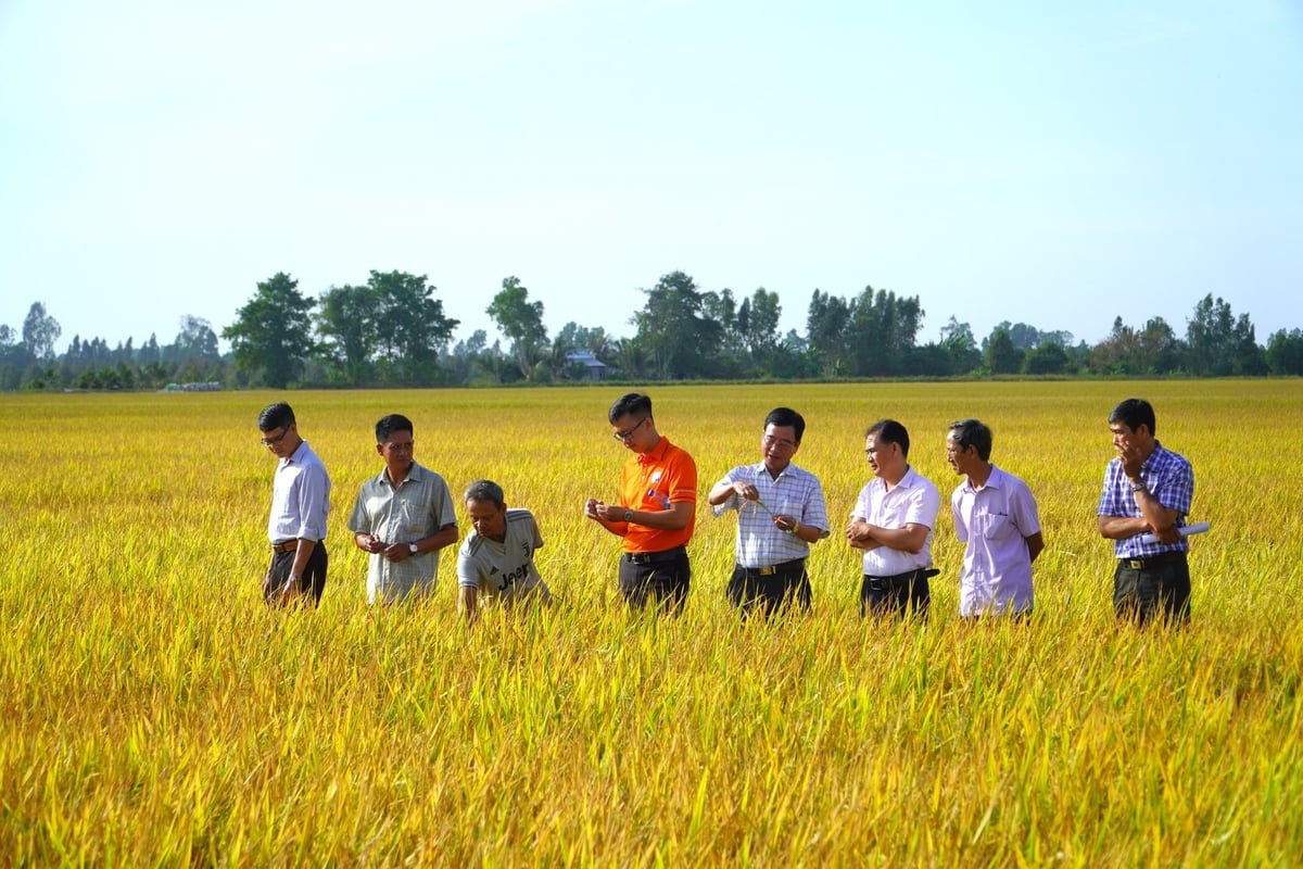 Với hạn chế, thách thức và cơ hội đan xen, ngành hàng lúa gạo luôn phải thay đổi. Ảnh: Kim Anh. Với hạn chế, thách thức và cơ hội đan xen, ngành hàng lúa gạo luôn phải thay đổi. Ảnh: Kim Anh.