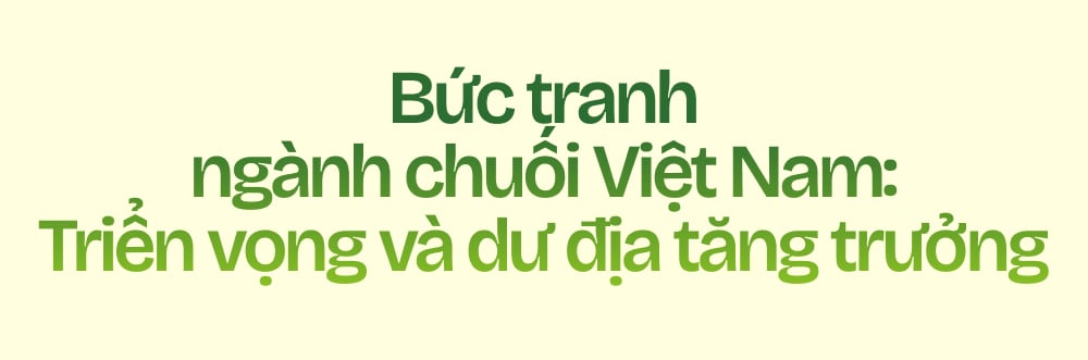 Ngành chuối Việt Nam - Tham vọng và đột phá