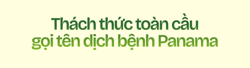 Ngành chuối Việt Nam - Tham vọng và đột phá