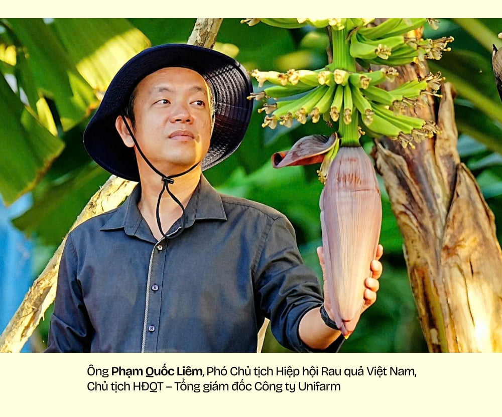 Ngành chuối Việt Nam - Tham vọng và đột phá