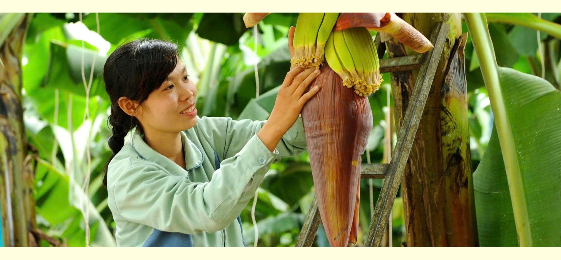 Ngành chuối Việt Nam - Tham vọng và đột phá
