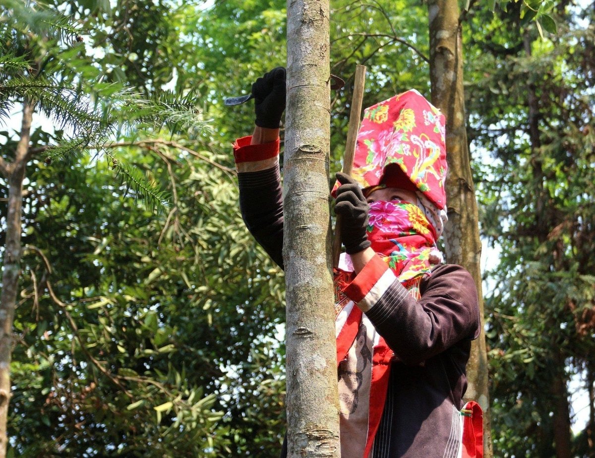 Người dân xã Hoành Mô thu hoạch quế. Ảnh: Nguyễn Thành.