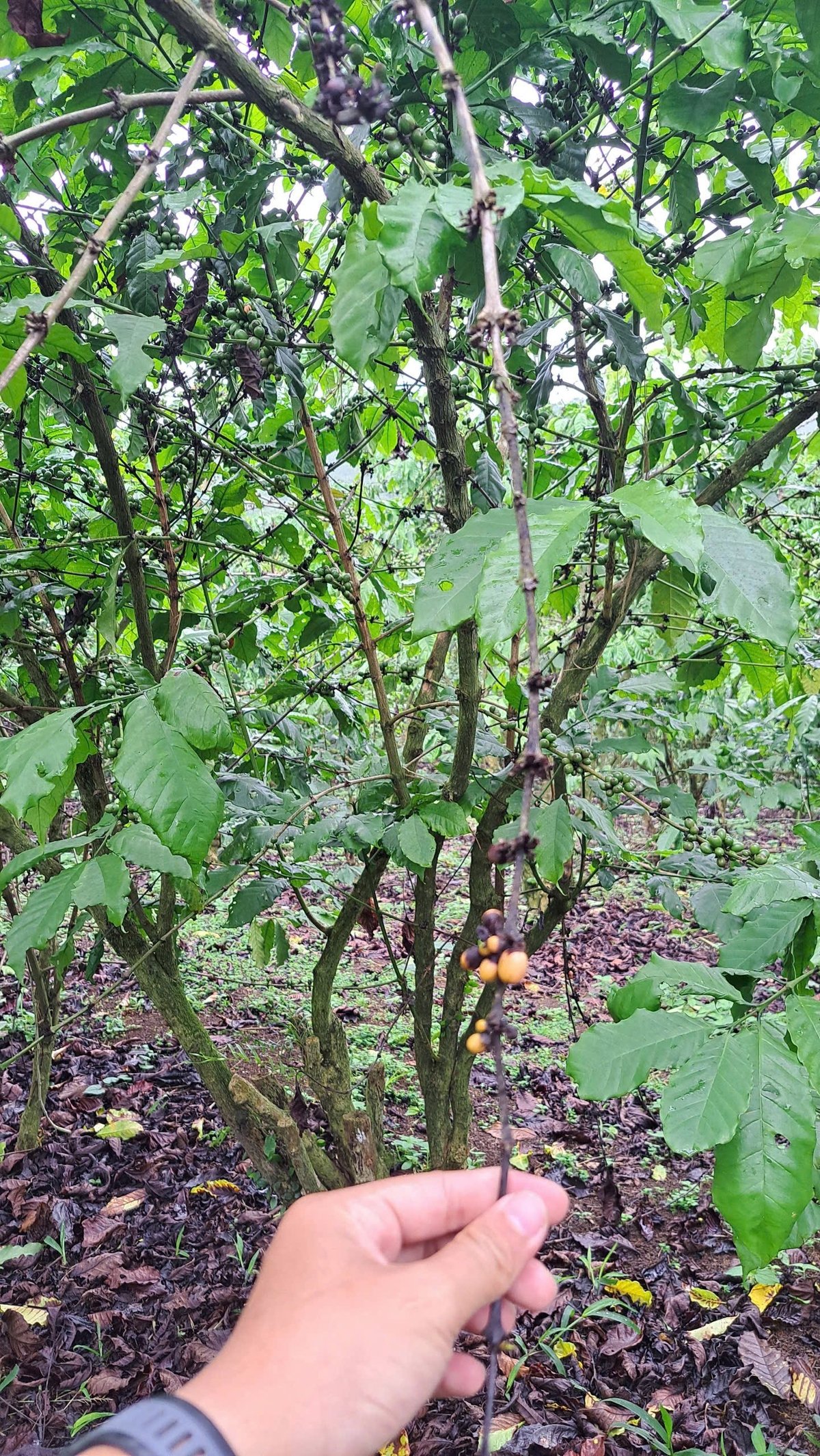 Hiện tượng cà phê rụng lá chết cành ở vườn nhà ông Nguyễn Văn Định được cơ quan chức năng phát hiện có nguyên nhân của bệnh thán thư gây hại và đang có dấu hiệu lây lan. Ảnh: Linh Nguyễn. Hiện tượng cà phê rụng lá chết cành ở vườn nhà ông Nguyễn Văn Định được cơ quan chức năng phát hiện có nguyên nhân của bệnh thán thư gây hại và đang có dấu hiệu lây lan. Ảnh: Linh Nguyễn.