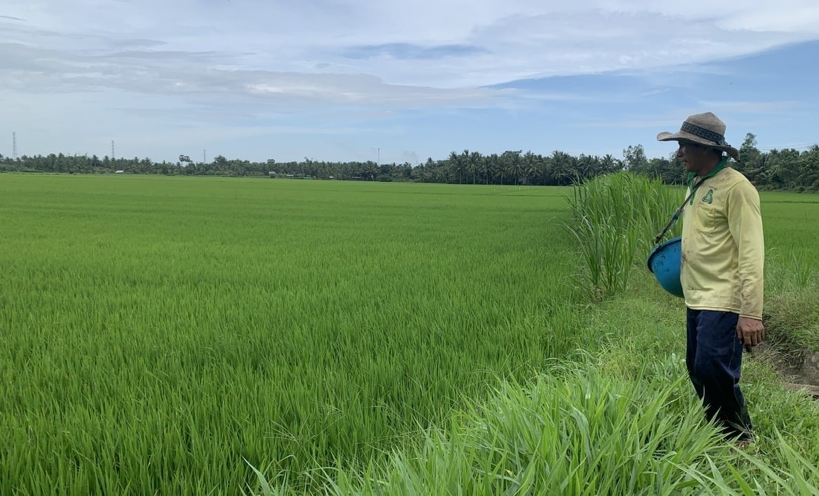 Ruộng lúa của ông Thạch Rim luôn xanh tốt nhờ được cấp đủ nước. Ảnh: Hồ Thảo. Ruộng lúa của ông Thạch Rim luôn xanh tốt nhờ được cấp đủ nước. Ảnh: Hồ Thảo.