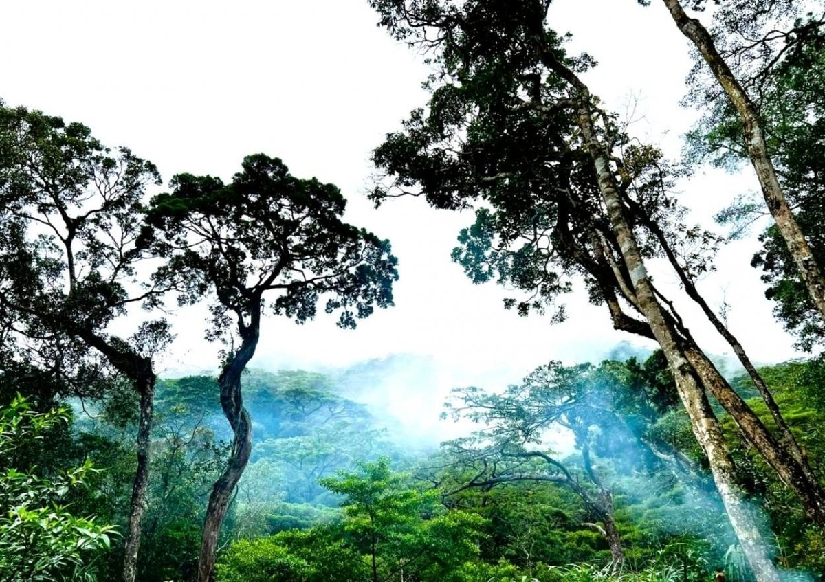 Located in the transition zone between the Lang Biang Plateau and the Truong Son mountain range, Chu Yang Sin National Park is a site where numerous distinct ecosystems intersect. 