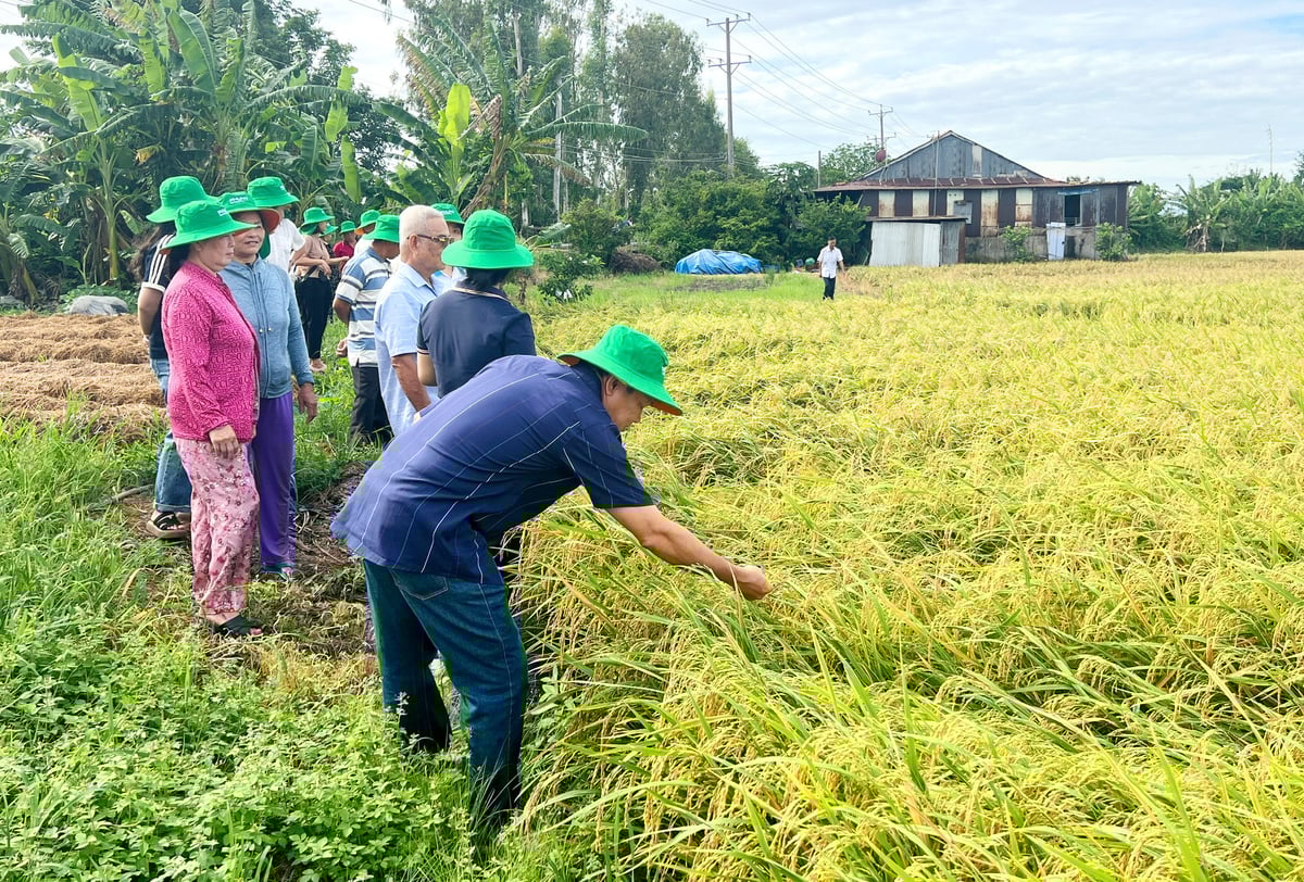 Nông dân và cán bộ Trung tâm Khuyến nông An Giang tham quan, đánh giá thực tế hiệu quả mô hình sử dụng phân bón Phú Mỹ trên đồng ruộng trong vụ hè thu 2025. Ảnh: Lê Hoàng Vũ. Nông dân và cán bộ Trung tâm Khuyến nông An Giang tham quan, đánh giá thực tế hiệu quả mô hình sử dụng phân bón Phú Mỹ trên đồng ruộng trong vụ hè thu 2025. Ảnh: Lê Hoàng Vũ.