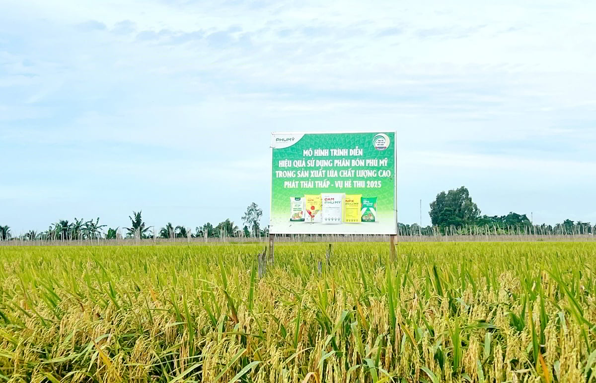 Mô hình trình diễn sử dụng phân bón Phú Mỹ trong sản xuất lúa chất lượng cao, phát thải thấp tại An Giang ở vụ hè thu 2025. Ảnh: Lê Hoàng Vũ. Mô hình trình diễn sử dụng phân bón Phú Mỹ trong sản xuất lúa chất lượng cao, phát thải thấp tại An Giang ở vụ hè thu 2025. Ảnh: Lê Hoàng Vũ.