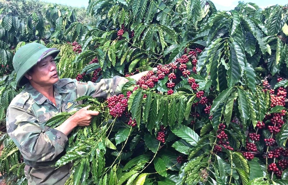 HTX Nông nghiệp Công Bằng Pô Cô (xã Đắk Hà) ứng dụng công nghệ số từ quy trình sản xuất, thu hoạch đến chế biến cà phê. Ảnh: Tuấn Anh. HTX Nông nghiệp Công Bằng Pô Cô (xã Đắk Hà) ứng dụng công nghệ số từ quy trình sản xuất, thu hoạch đến chế biến cà phê. Ảnh: Tuấn Anh.