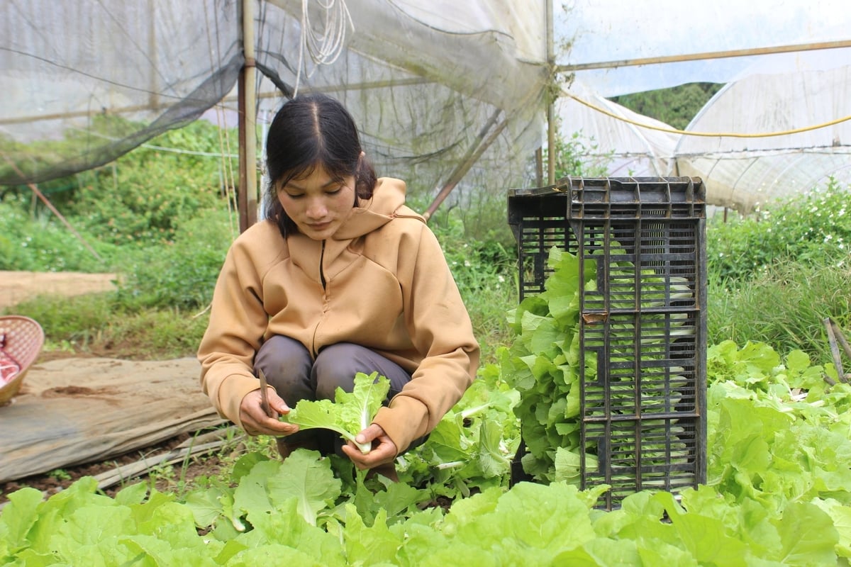 Nhiều HTX nông nghiệp ở Quảng Ngãi hoạt động hiệu quả, góp phần nâng cao thu nhập cho các thành viên. Ảnh: Tuấn Anh. Nhiều HTX nông nghiệp ở Quảng Ngãi hoạt động hiệu quả, góp phần nâng cao thu nhập cho các thành viên. Ảnh: Tuấn Anh.