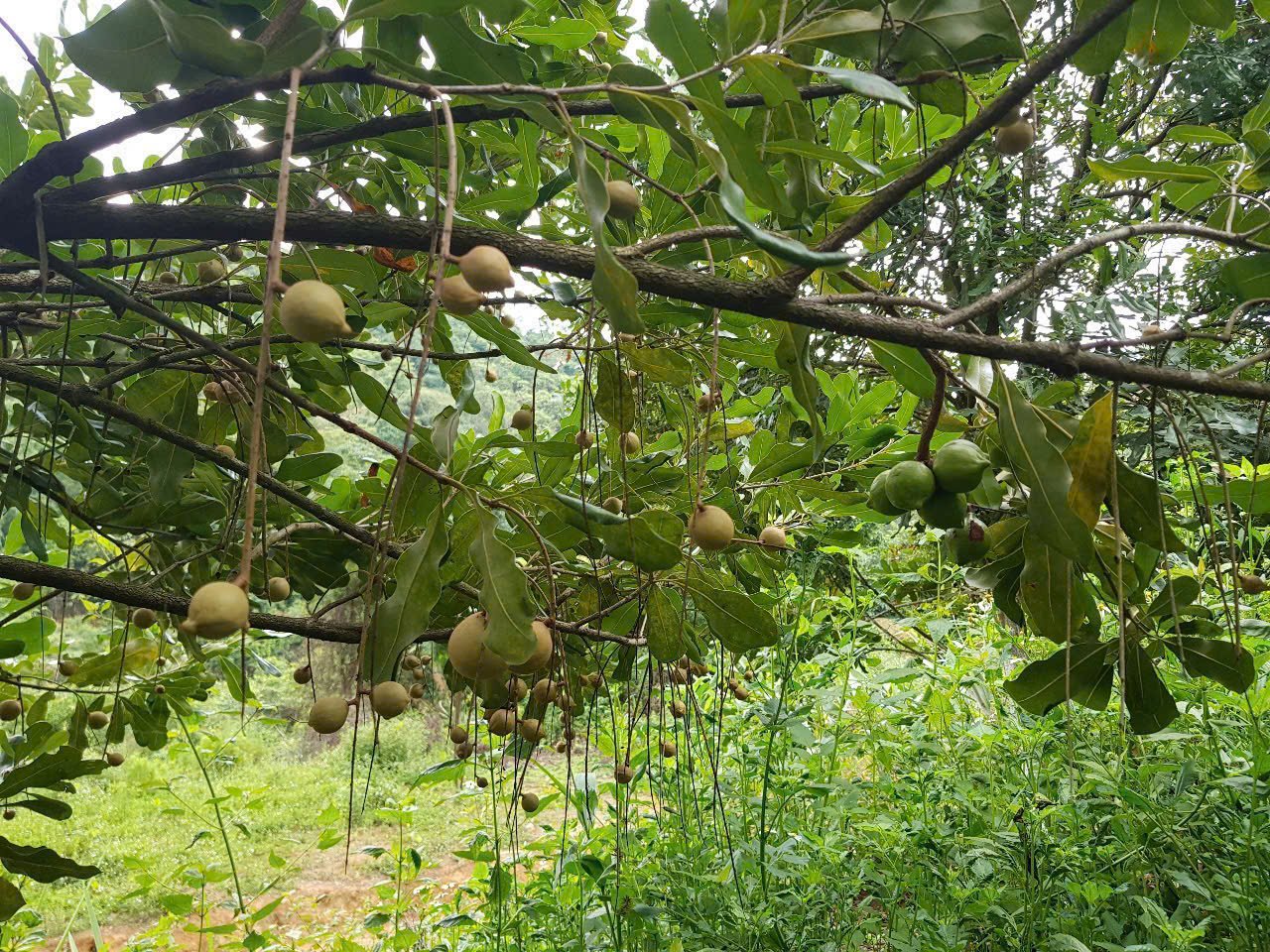 Trái mắc ca chuyển màu vàng rồi rụng tại một số địa phương ở tỉnh Điện Biên. Ảnh: Người dân cung cấp. Trái mắc ca chuyển màu vàng rồi rụng tại một số địa phương ở tỉnh Điện Biên. Ảnh: Người dân cung cấp.