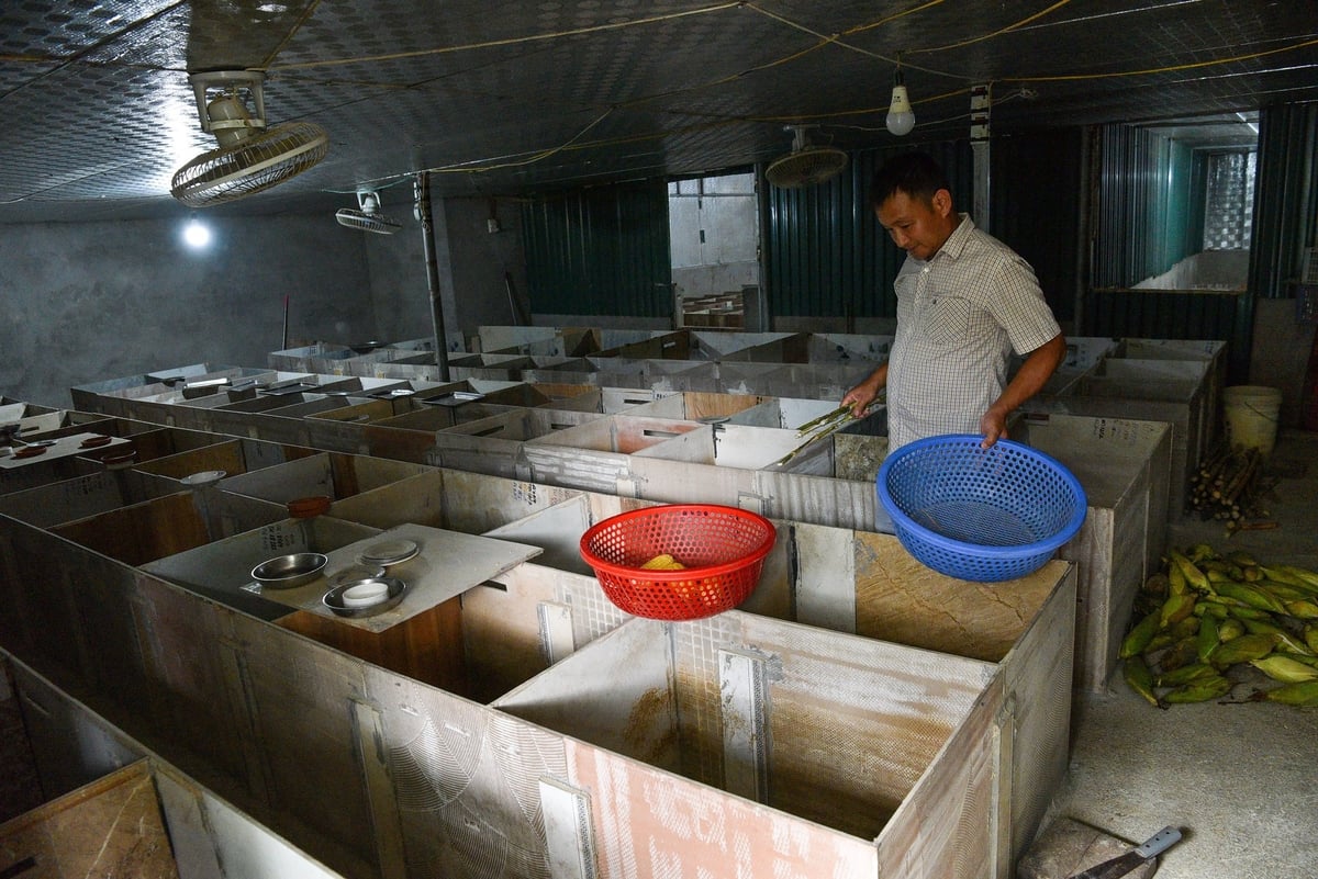 Anh Nguyễn Trung Nam đang cho dúi ăn. Ảnh: Dương Đình Tường. Anh Nguyễn Trung Nam đang cho dúi ăn. Ảnh: Dương Đình Tường.