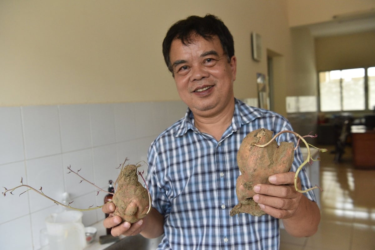 Thạc sĩ Vũ Văn Tùng bên những củ khoai bản địa. Ảnh: Dương Đình Tường. Thạc sĩ Vũ Văn Tùng bên những củ khoai bản địa. Ảnh: Dương Đình Tường.