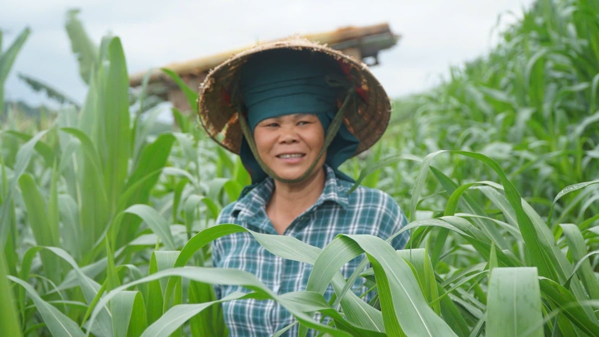 Bà Liếng từng bỏ cây ngô để trồng sắn, nhưng giờ đã được hướng dẫn để trồng chuẩn lại cây ngô. Ảnh: Đức Bình. Bà Liếng từng bỏ cây ngô để trồng sắn, nhưng giờ đã được hướng dẫn để trồng chuẩn lại cây ngô. Ảnh: Đức Bình.