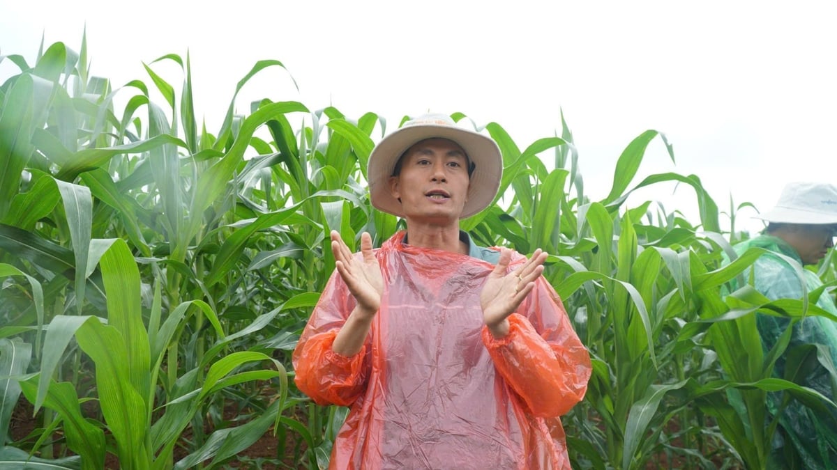 Anh Bùi Văn Sơn say mê chia sẻ về kế hoạch phát triển vùng trồng. Ảnh: Đức Bình. Anh Bùi Văn Sơn say mê chia sẻ về kế hoạch phát triển vùng trồng. Ảnh: Đức Bình.